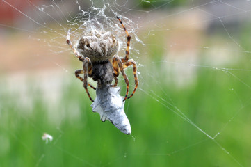 Spider eating prey in web. Spider eat a small insect
