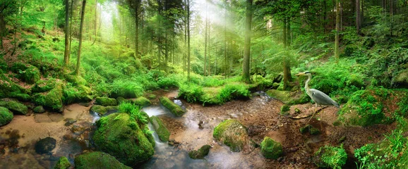 Peel and stick wall murals Hall Enchanting panoramic forest scenery with soft light falling through the foliage, a stream with tranquil water and a heron