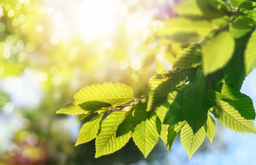 Green leaves on a branch with the sun in the background, shallow focus for pleasant  bokeh and copy space