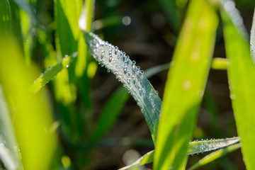 Wassertropfen auf Grashalm im Feld im Sommer
