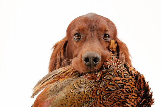 Jagdhund mit Fasan im Maul als Portr&auml;t