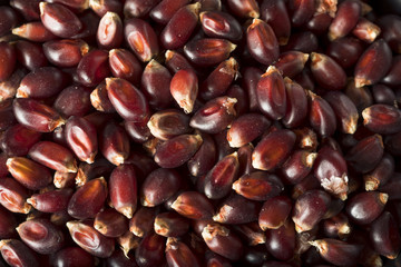 Raw Organic Ruby Red Pop Corn