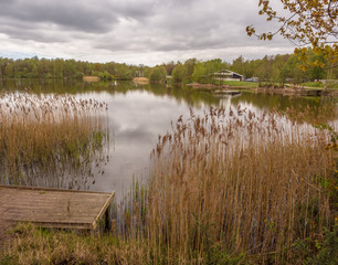 Golden grasses in late springtime at Mere Brow Leisure Lakes, Tarleton, Southport, Lancashire