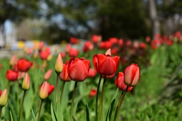 Красные тюльпаны