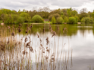 Golden grasses in late springtime at Mere Brow Leisure Lakes, Tarleton, Southport, Lancashire
