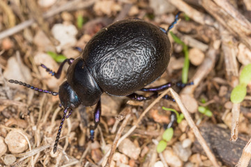 A beetle in the wild