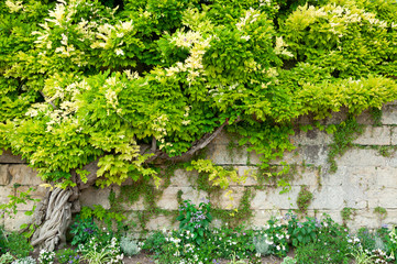 Fototapeta na wymiar Stone wall and green wisteria