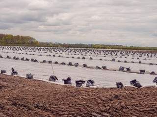 Farmers field of crop seeds covered in plastic for protection, Mere Brow, Tarleton, Southport, Lancashire, UK