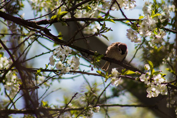 bird