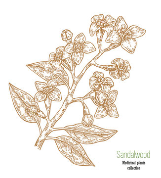 Hand Drawn Sandalwood Branch Isolated On White Background. Vector Illustration Medicinal Plant In Sketch Style