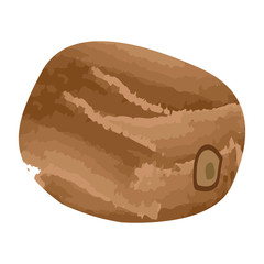 Isolated kiwi on a white background, Vector illustration