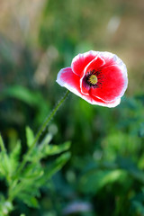 Poppy red flower