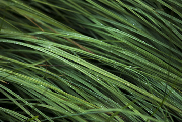 Dew Covered Grass