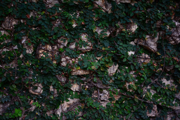 wall green leaf and rock background
