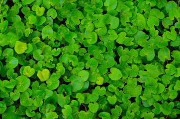 Green leaves wall texture background