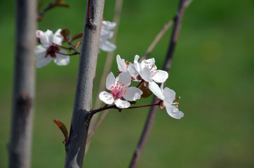 Spring border background with white blossom