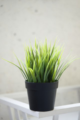 Decorative grass in flowerpot. Dracaena. Soft focus photo taken at wide open aperture.