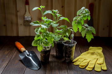 Image with seedlings.