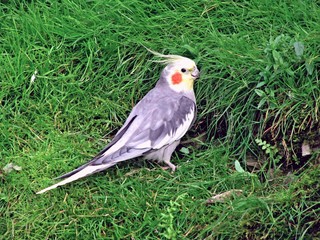 Nymphensittich (Nymphicus hollandicus)