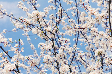 Flowers of the cherry blossoms on a spring day