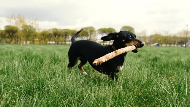 Dachshund carries a stick on filed's city