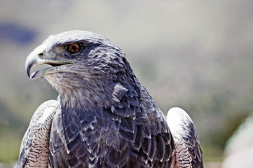 eagle