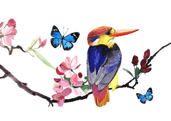 Watercolor illustration of small kingfisher bird