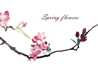 Watercolor illustration of branch with flower