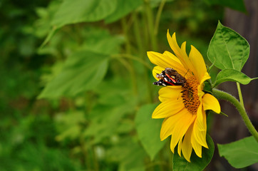 Sunflower summer background. Floral background with copy space. Vanessa atalanta butterfly on a flower, side view