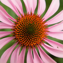 Purple Cone Flower 1