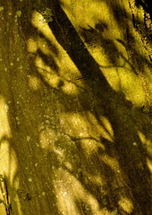 Ombre sur le tronc du hêtre 