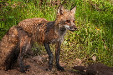 Red Fox (Vulpes vulpes) Vixen With Kits Milling About