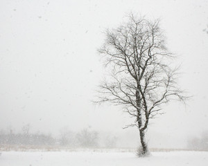 Fototapeta na wymiar Tree in Winter Storm