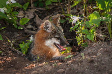 Obraz premium Grey Fox Vixen (Urocyon cinereoargenteus) Sits to Right in Den