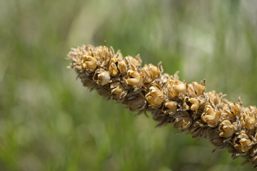 Cattail closeup