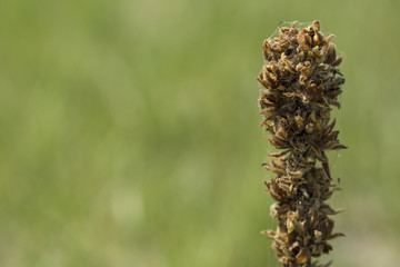 Cattail closeup with spiderweb