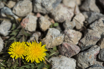 Dandelions in small rocks