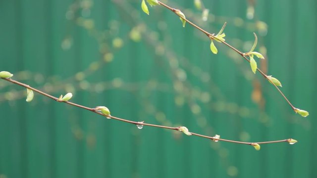 A birch is in spring with green leaves