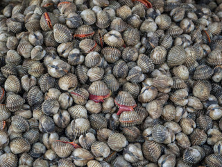 fresh cockles