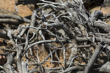 Tangled gnarled tree roots