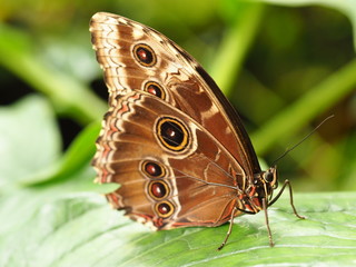 Obraz na płótnie Canvas Tropical colorful butterfly. Nice macro insect. 