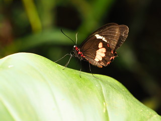 Tropical colorful butterfly. Nice macro insect. 