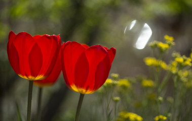 Backlit red tulips with small yellow flowers