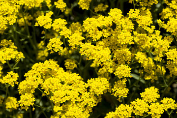 Small yellow flower bush