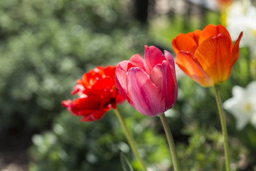 Orange pink and red tulips spring
