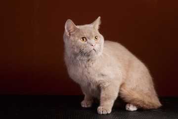 Fototapeta premium International Cat Show