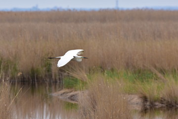 white egret over Neusiedler See lake,Austria