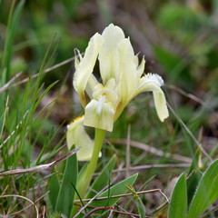 iris pumila or pygmy iris,wetland Neusiedler See,Austria