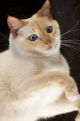 Fototapeta na wymiar Portrait of white cat