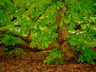 Horse Chestnut Tree